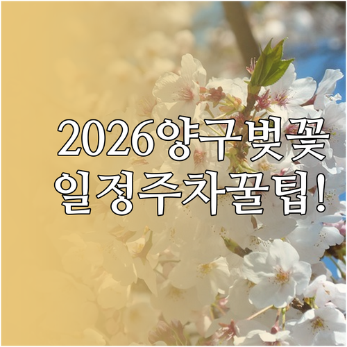 2026 양구 벚꽃 개화 시기 축제 ..