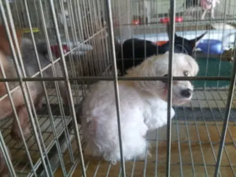 유기동물보호센터 갈 곳 잃은 천사들 희망 이야기_21
