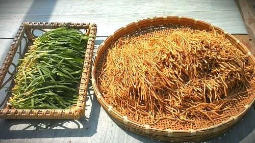 삼채효소-만들기-담그기-재료-손질하기