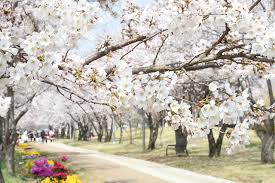 벚꽃개화시기 2024