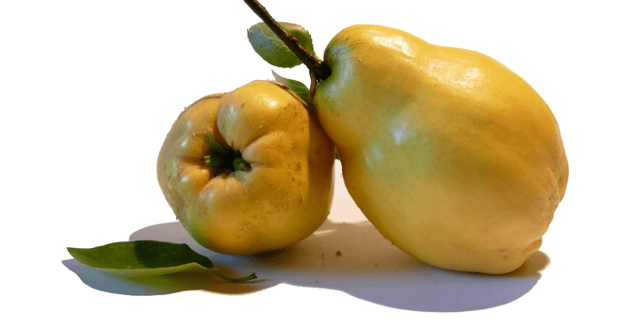 염증에 좋은 차를 만들 수 있는 모과 열매가 놓여 있다