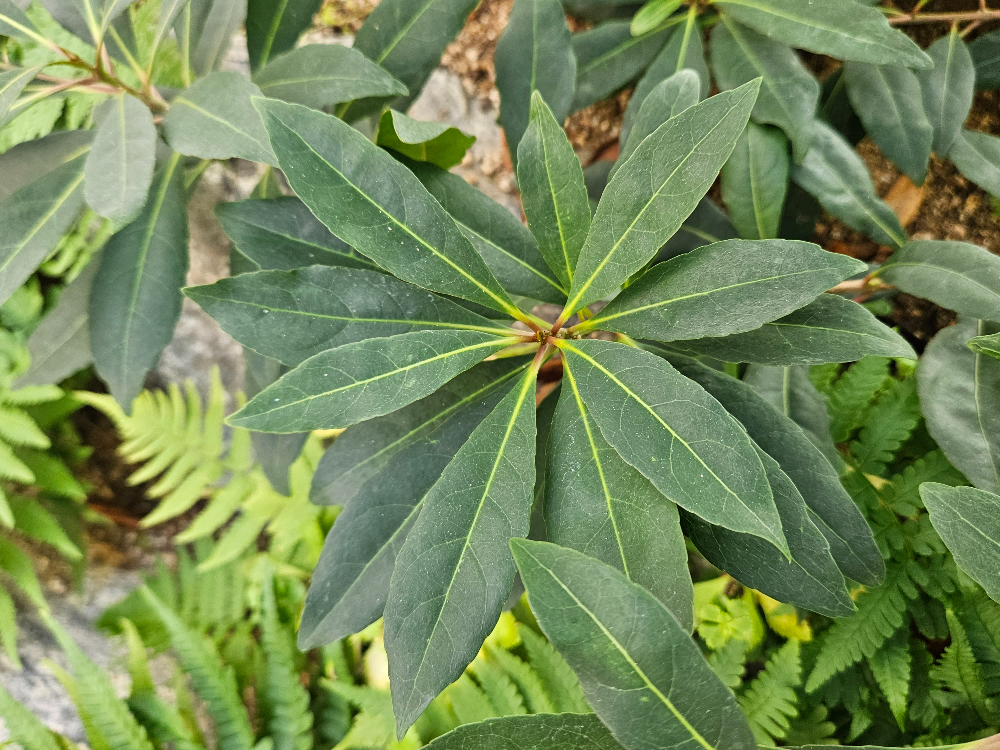 담팔수 잎2