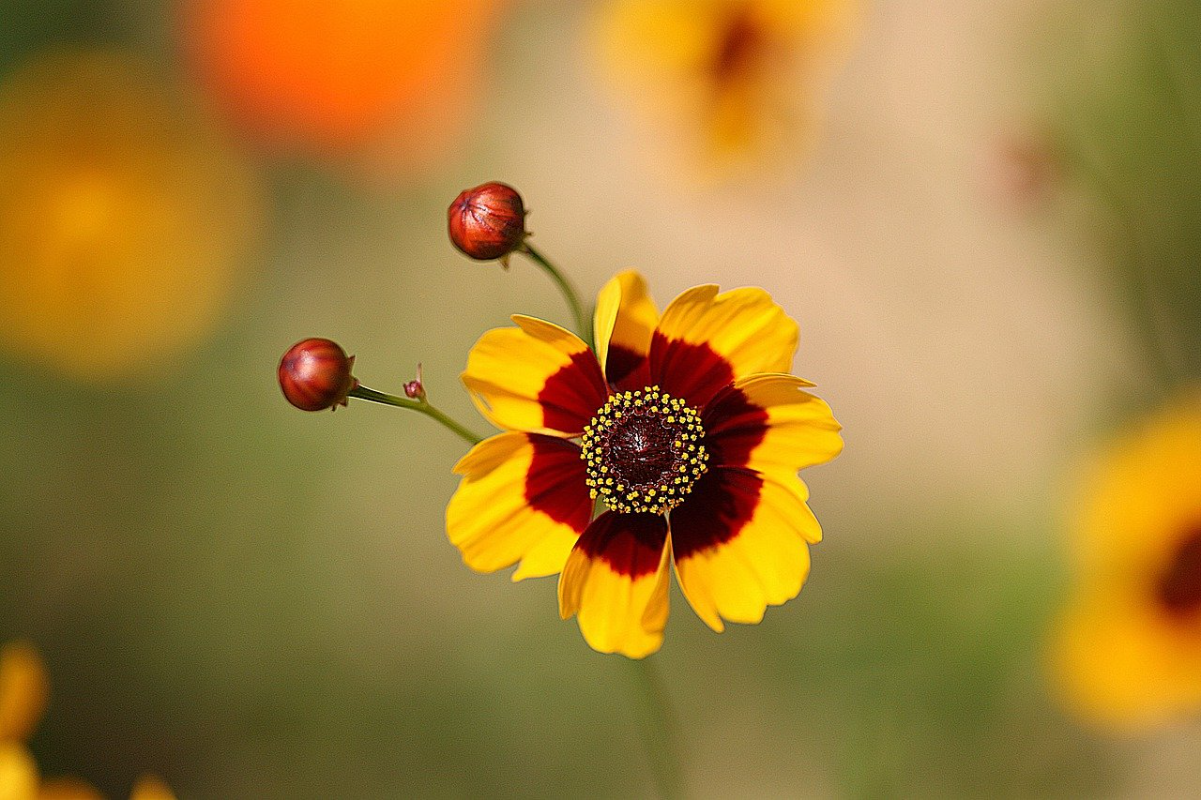 금계국 꽃 명소 생태교란종 파종시기 큰금계국 구별