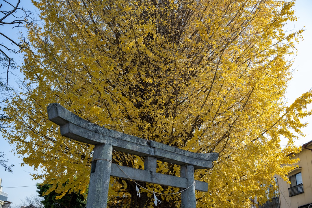 Cornus (the scientific name for the Japanese dogwood tree, which is prominently featured during the festival).