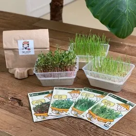 밀싹 재배 씨 뿌리기 발아 촉진 주기적 수확_9