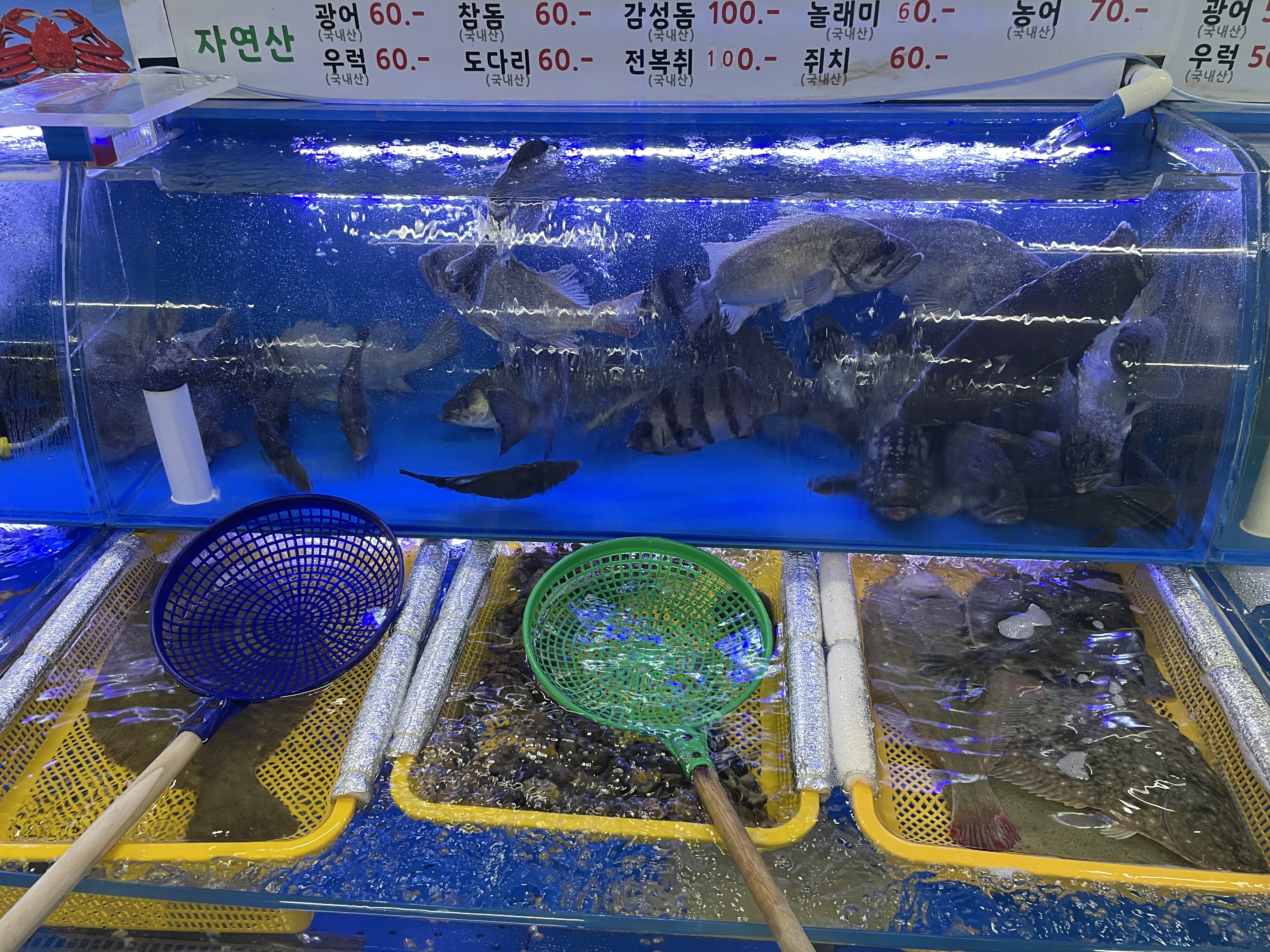 수족관에 광어 등 다양한 생선이 있는 모습