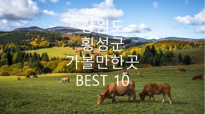 강원도 횡성군 소 농장 사진