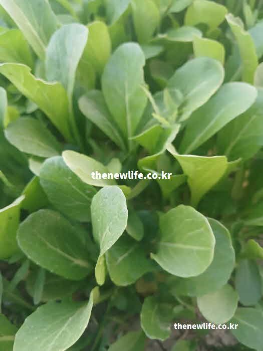 유채 나물 효능 요리법 지방