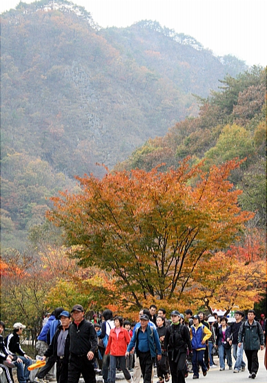 2024 내장산 단풍축제