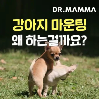강아지 마운팅 이유 해결 방법_12