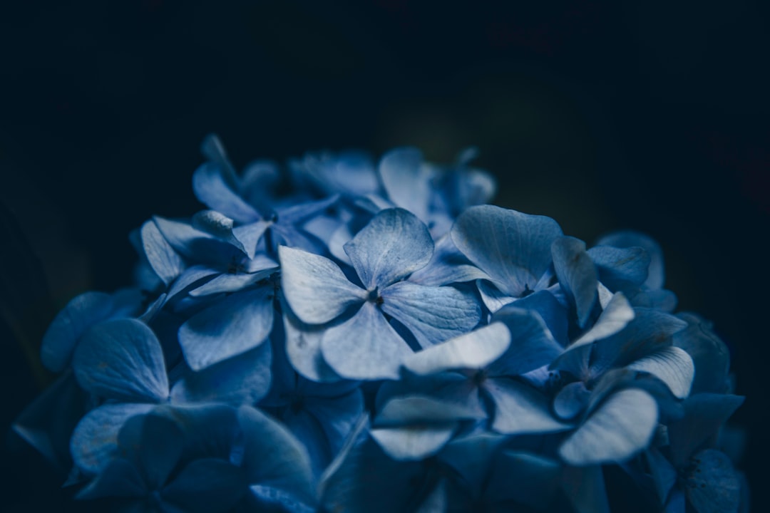 Hydrangea