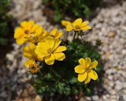 비덴스 이미지 사진