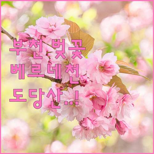베르네천부터 도당산까지 부천 벚꽃 여..