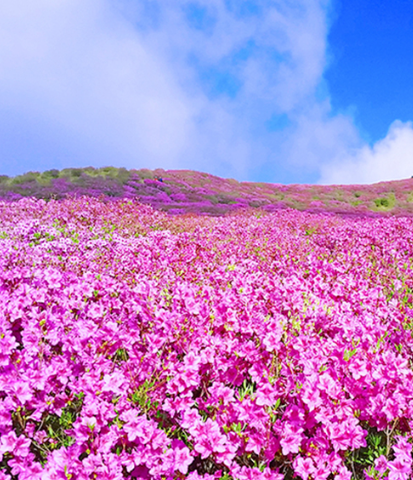 황매산 철쭉축제 실시간 개화상황