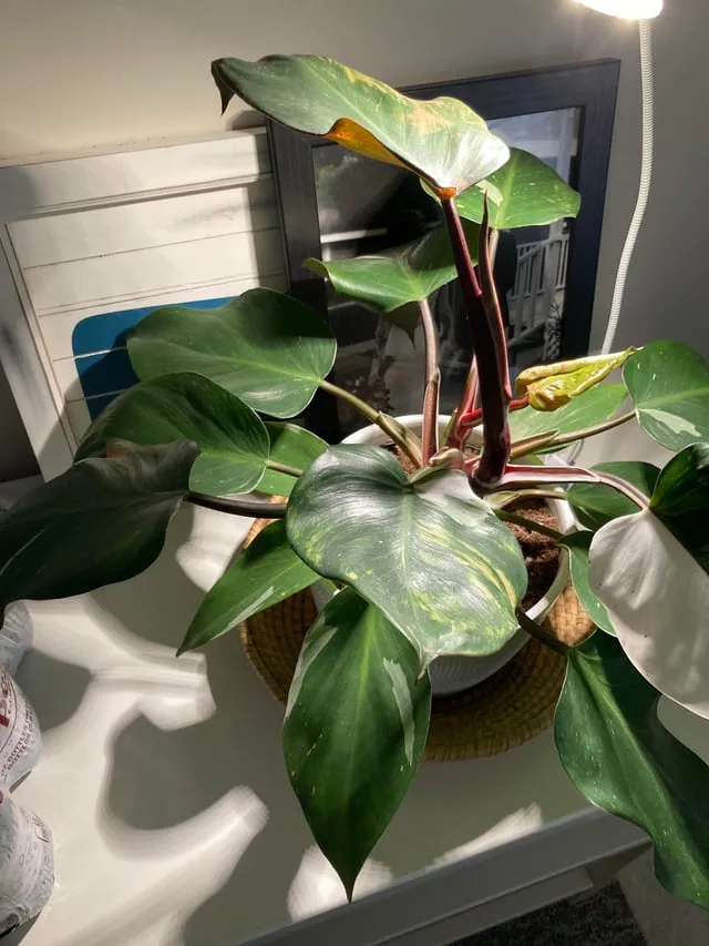 화분 응애 방제 초기발견 잎뒷면확인 샤워식세척 비누물활용 팁_4