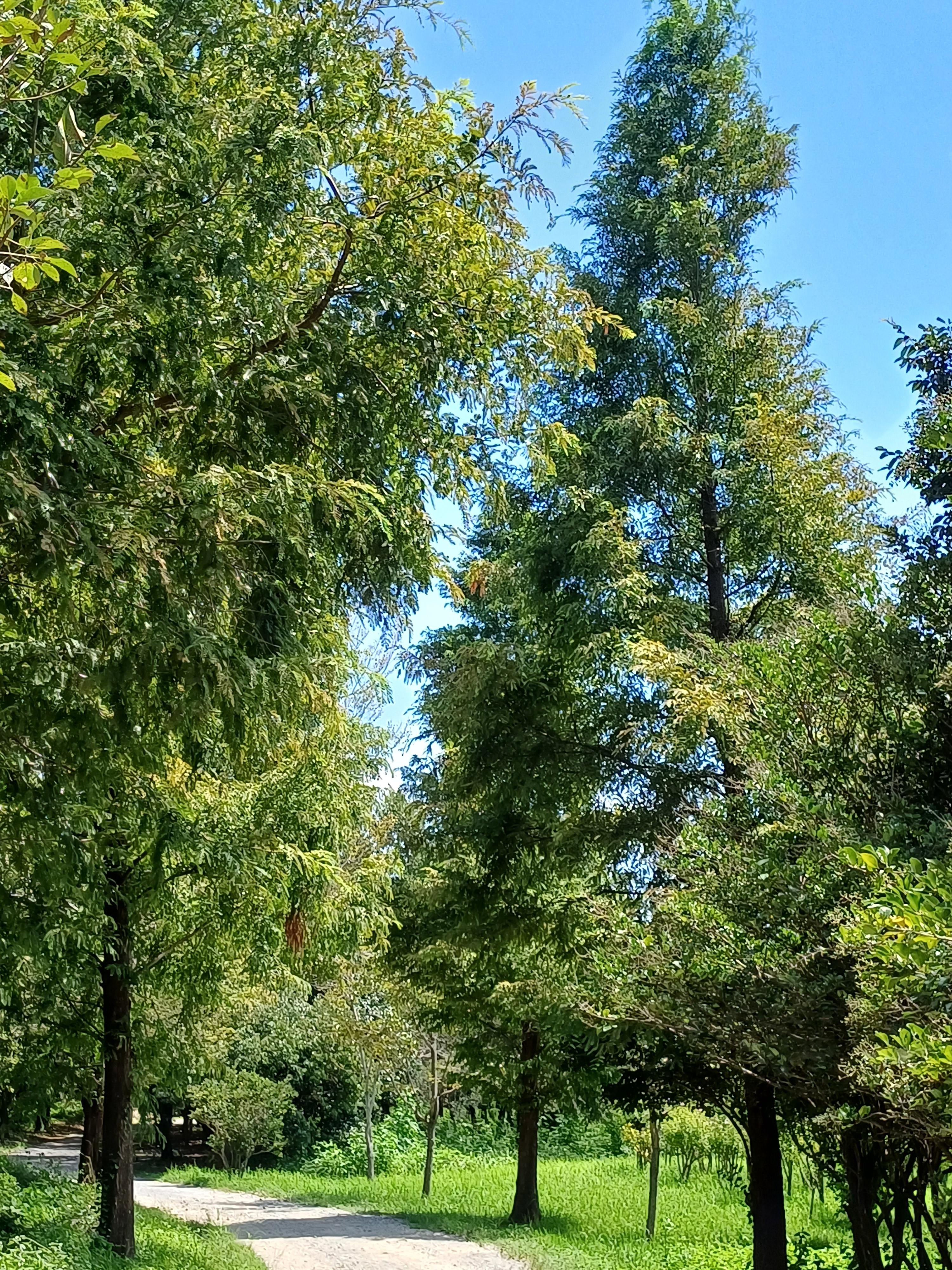 beautiful forest path