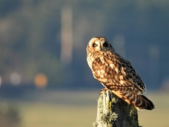 작은부엉이-꿈해몽-썸네일