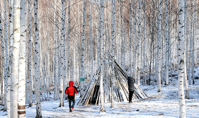 설연휴 국내 여행지 추천 - 인제 자작나무 숲