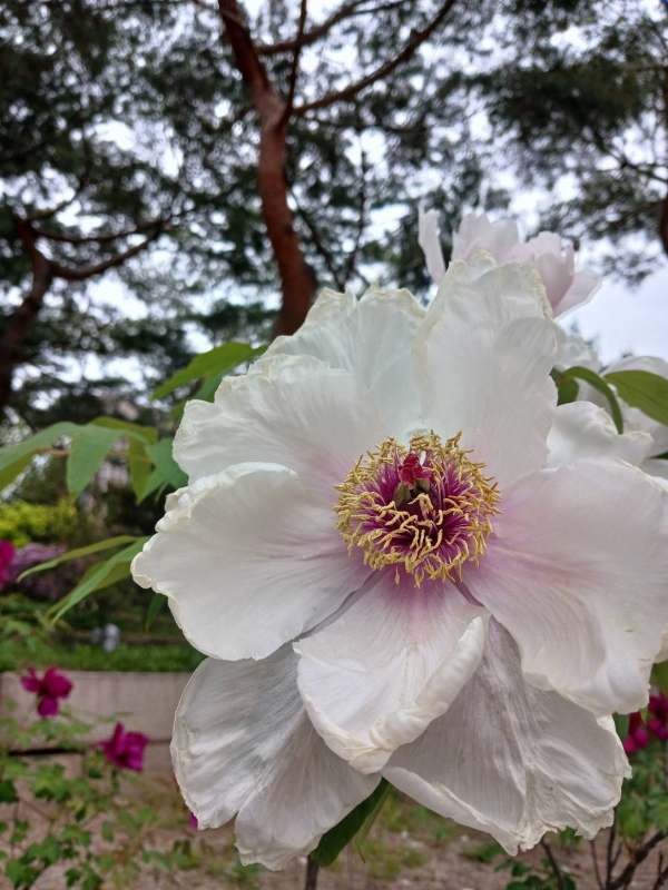 덕수궁 예쁜 꽃