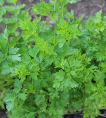 파슬리의 효능 부작용 먹는법 고르는법