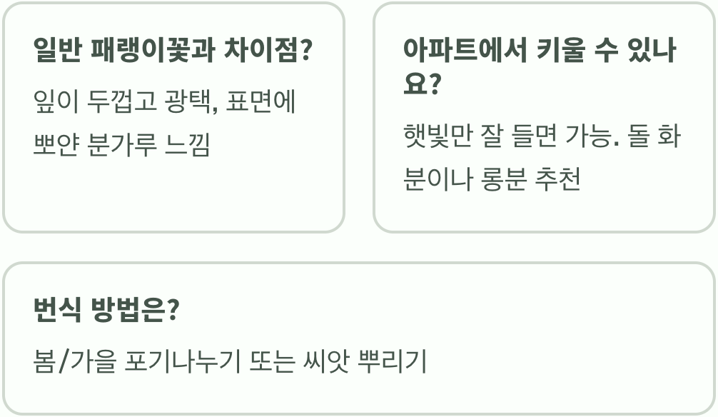 바다의 꽃, 갯패랭이꽃 집에서 키우기 A to Z