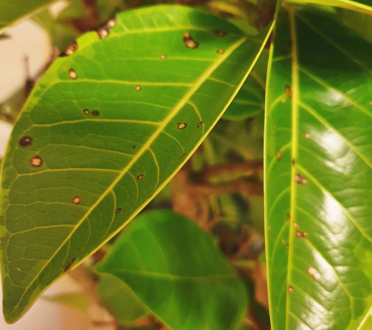 뱅갈고무나무 잎에 작은 구멍이 난 모습