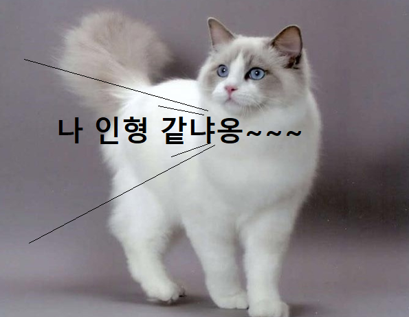 랙돌 고양이 이미지 - 1