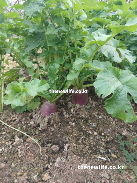 땅 위로 올라온 자색무 여러 개가 자라는 모습으로 자색무 효능을 설명할 때 중요한 보라색 외피와 생육 상태를 보여주는 사진