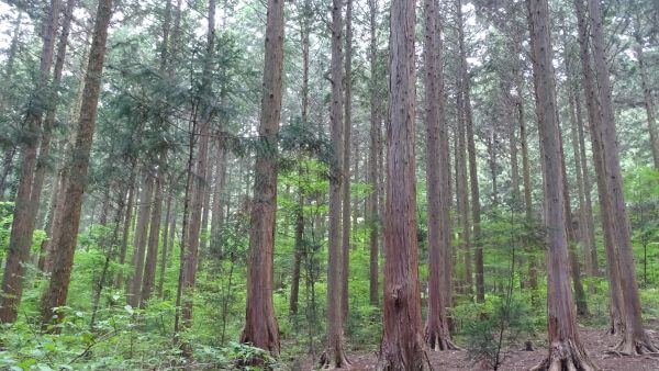 편백나무 피톤치드 결론