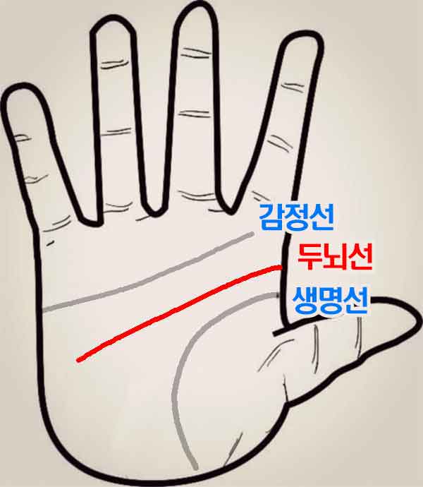 두뇌선 시작점