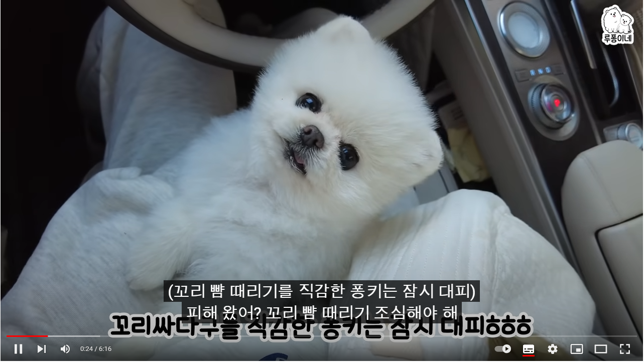 귀여운 차녀견 퐁키