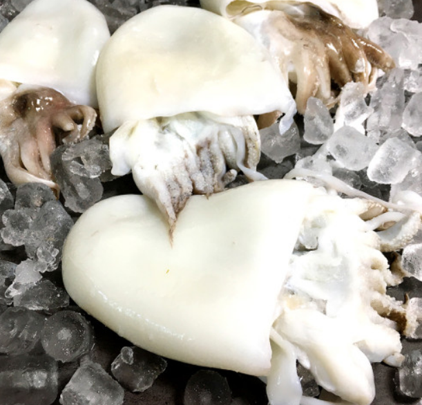 갑오징어 손질법