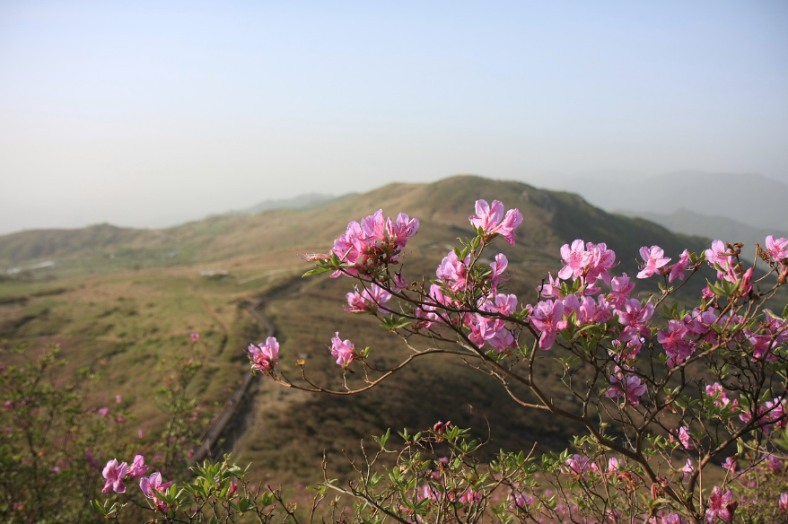 소백산 철쭉