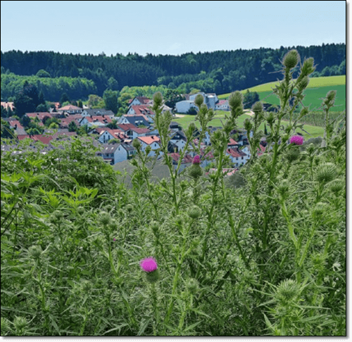 마리엉겅퀴 밀크씨슬
