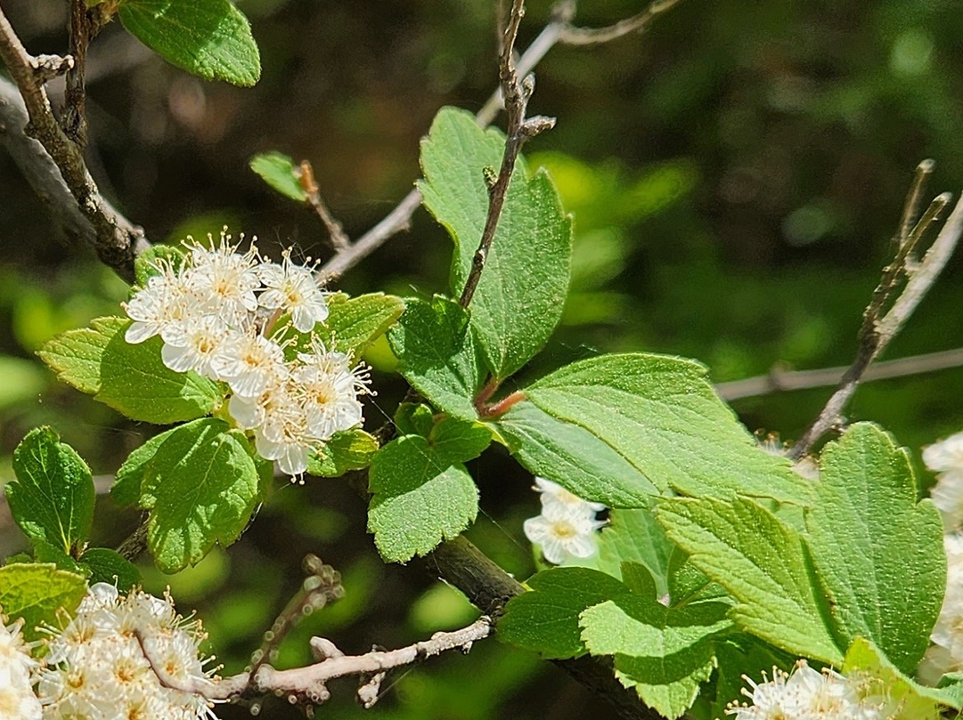 아구장조팝나무
