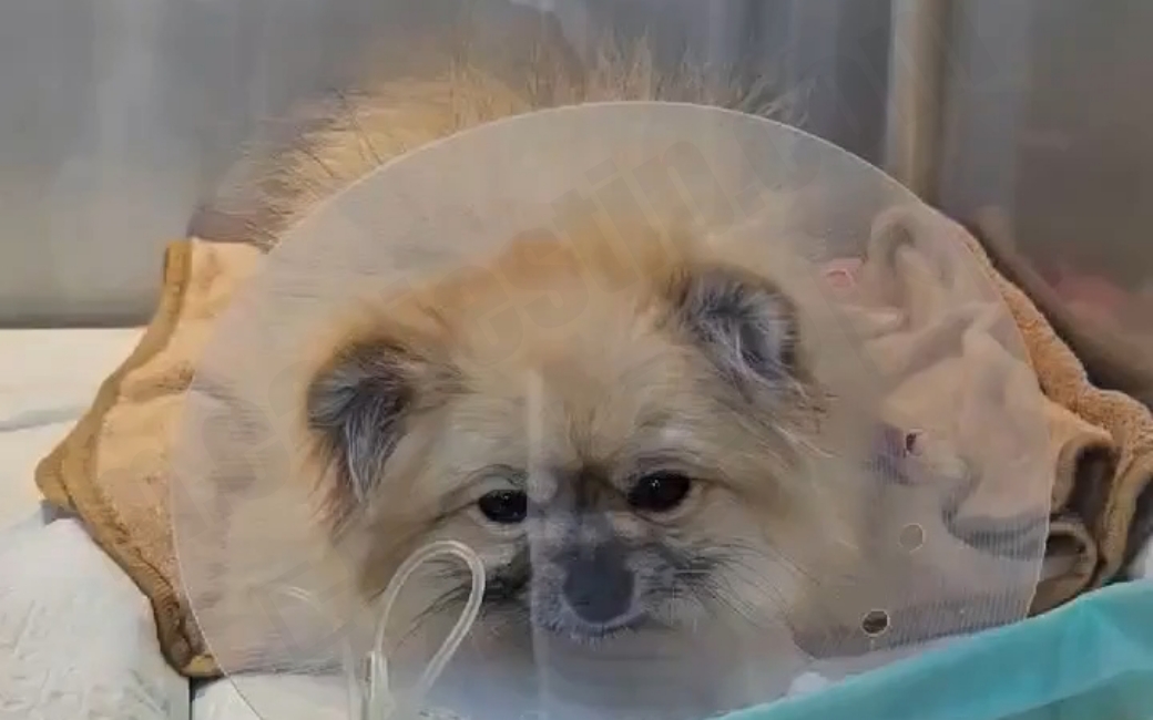 강아지 슬개골 탈구 수술 후 마취에서 깨어나는 모습