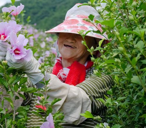 무궁핏다이어트