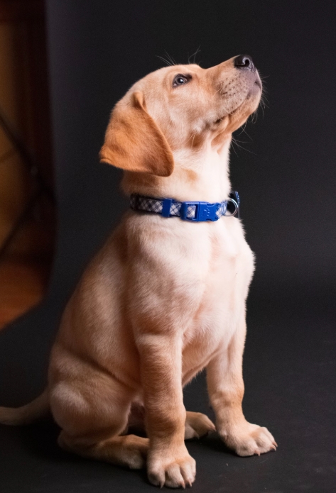 강아지 산책 리드줄 훈련, 성공적인 시작 가이드