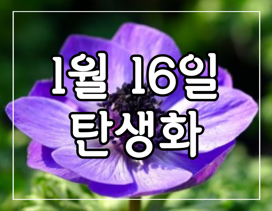 이 이미지는 1월 16일 탄생화 아네모네 꽃말에 대한 포스팅의 대표 이미지입니다.