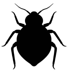 빈대 물린자국 빈대 퇴치법 퇴치제 살충제