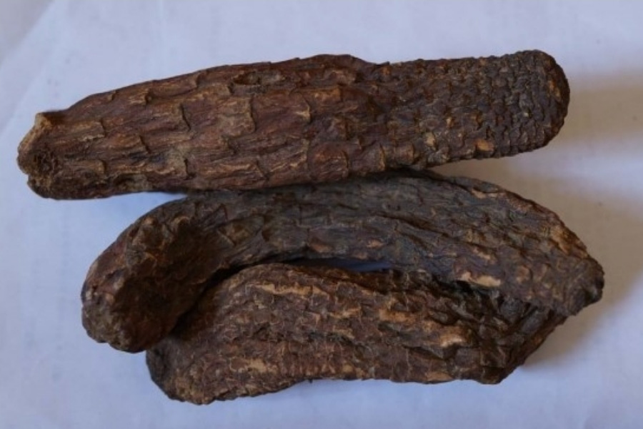 야생에서 채취를 한 육종용을 깨끗하게 세척하고 건조시킨 것을 하얀 바닥 위에 3개를 놓아두고 찍은 사진