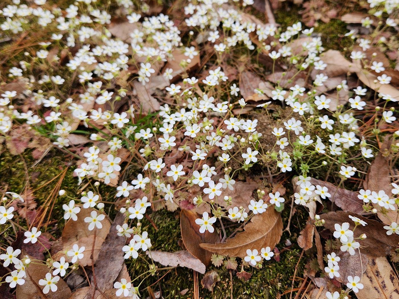 봄맞이(봄맞이꽃)