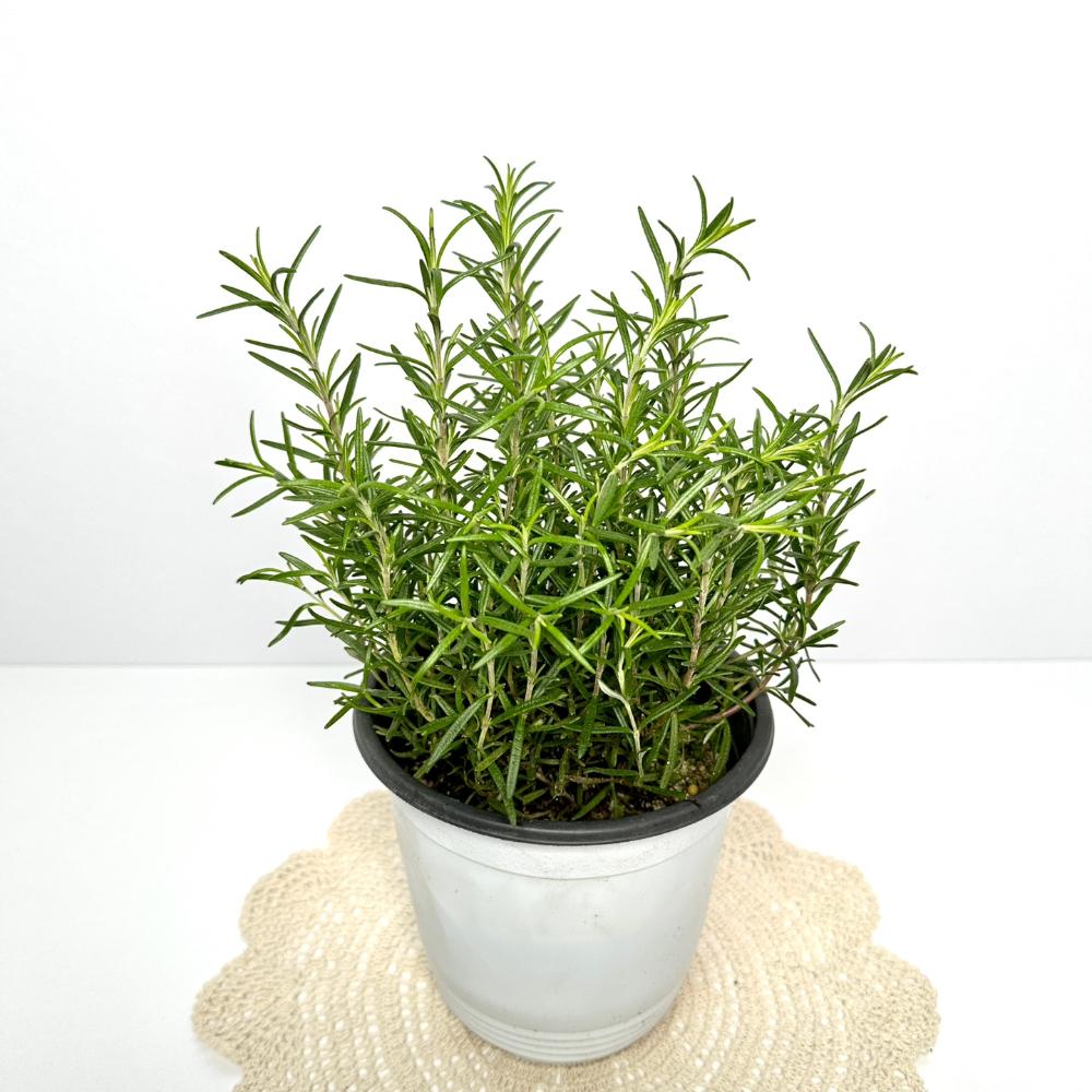 집에서 로즈마리 키우기