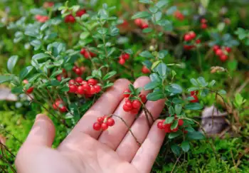 링곤베리 효능 및 영양소, 가격
