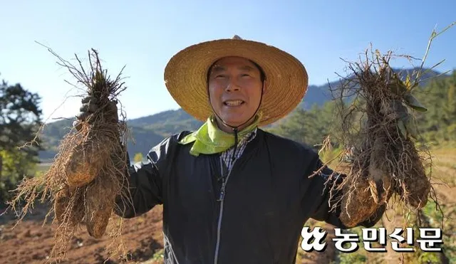 마 재배 지지대 설치 덩이 비대 관리 수확 요령_5
