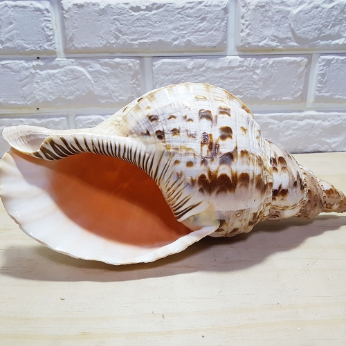소라