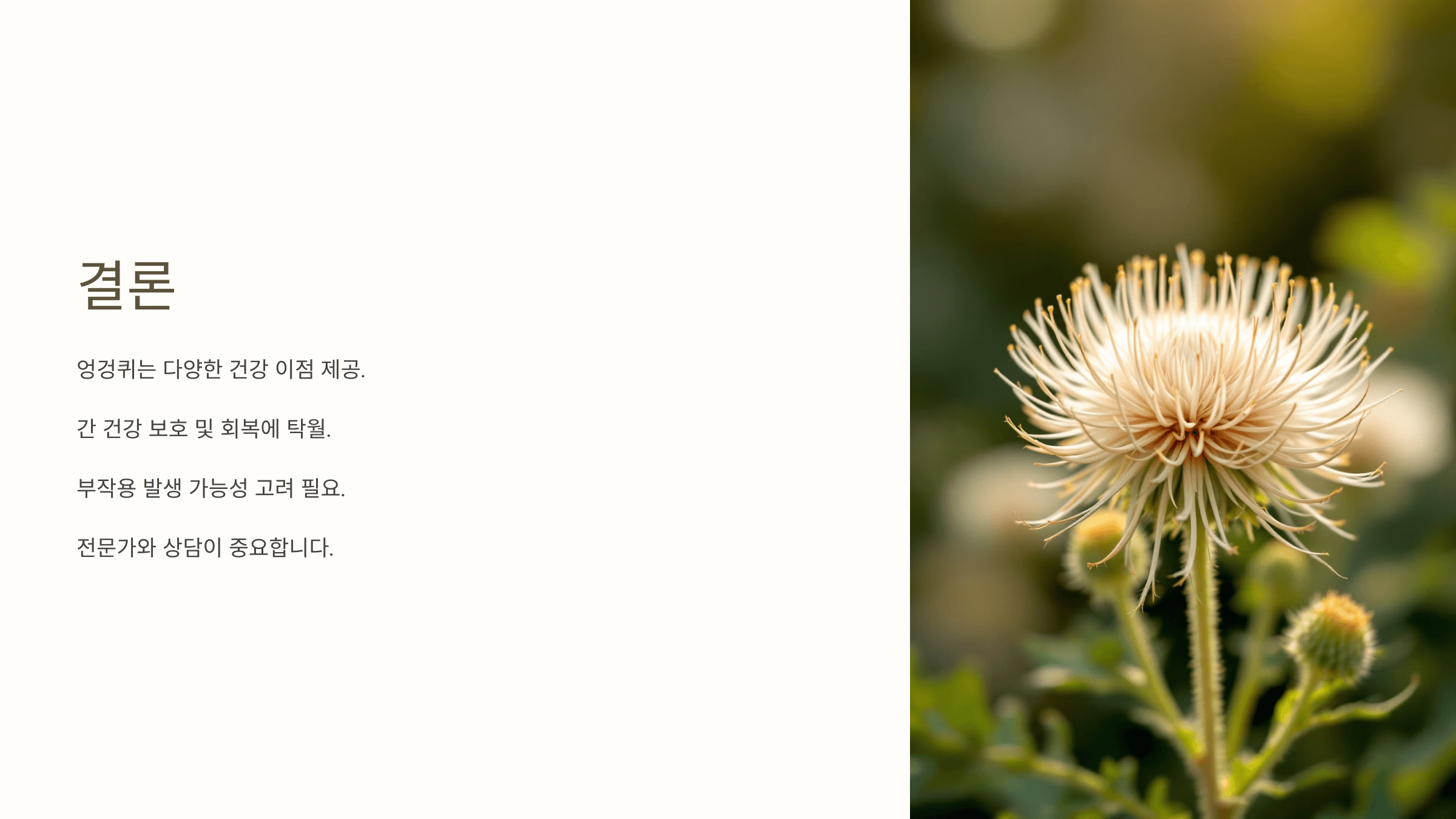 엉겅퀴와 관련된 사진입니다.