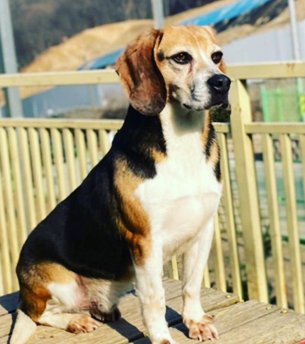 이태곤 프로필 드라마 예능 반려견 사업 결혼