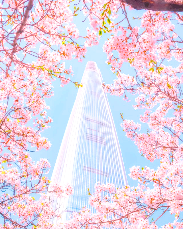 석촌호수 벚꽃축제