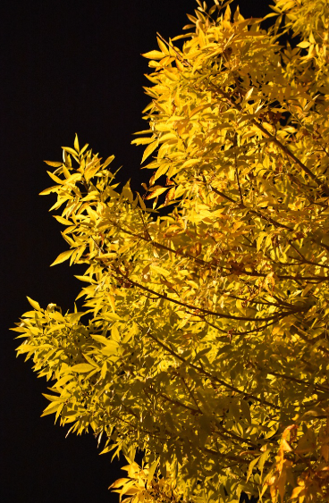 노란 잎을 가진 나무사진입니다.